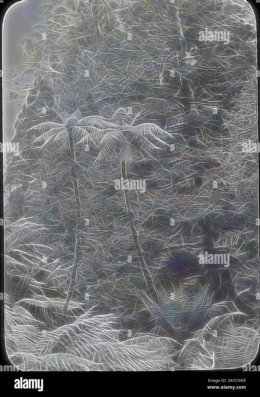 Dense arrangement of ferns hi-res stock photography and images - Alamy