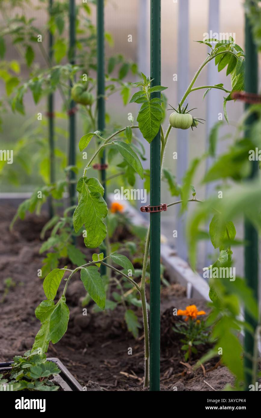 Tomato bushes in a greenhouse. In the background an unripe tomato and green tomato trees. Stock Photo