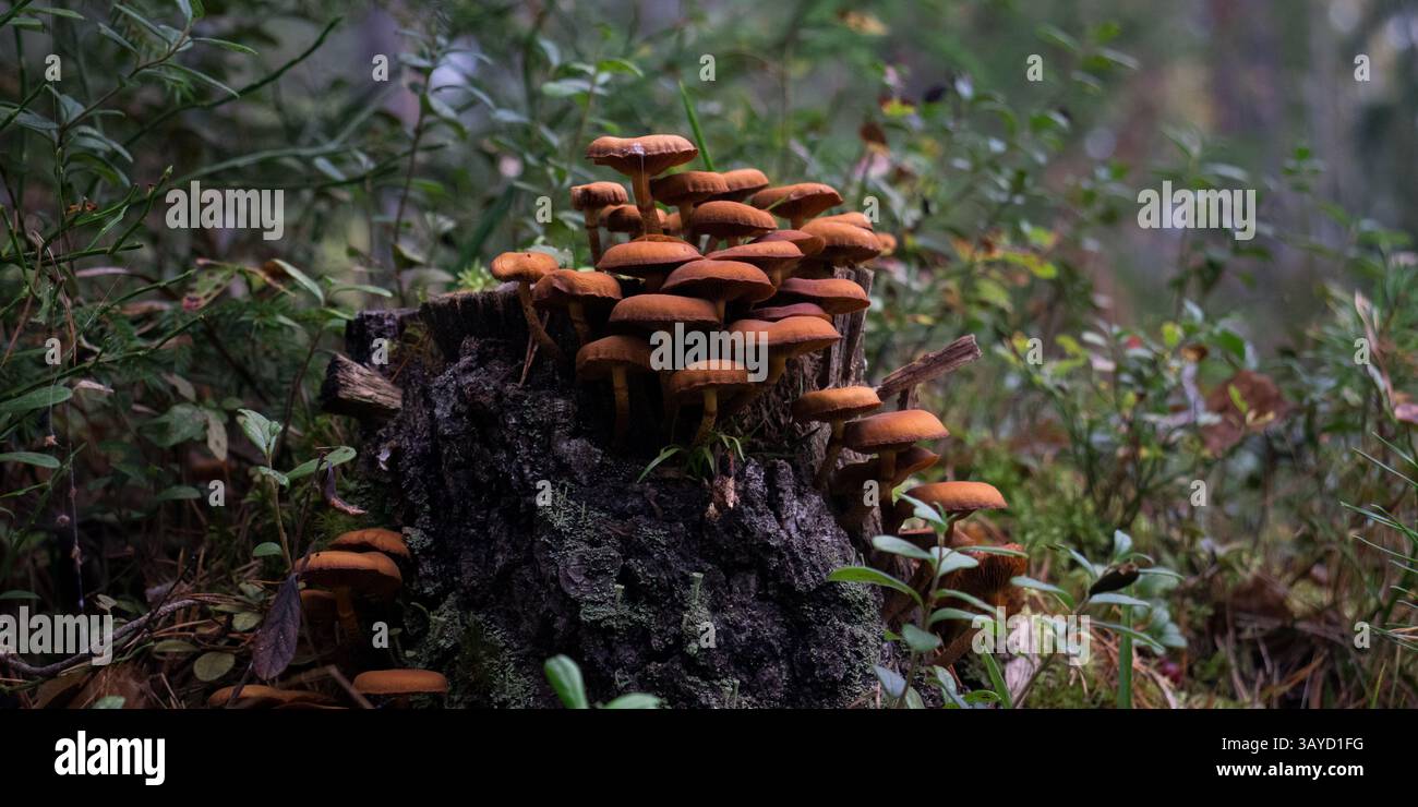A tree stump with mushrooms growing out of it in an early fall forest ...