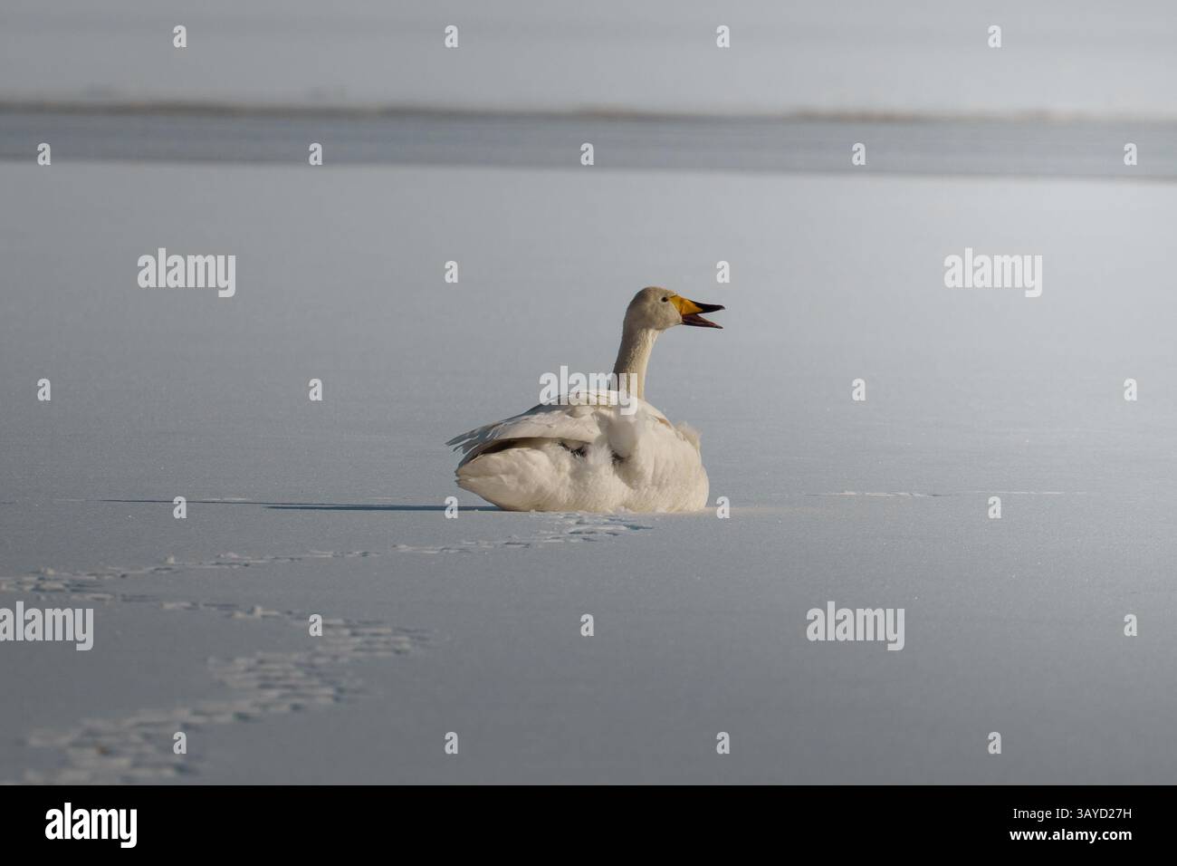 Swan singing while resting on a frozen wintery lake. Stock Photo