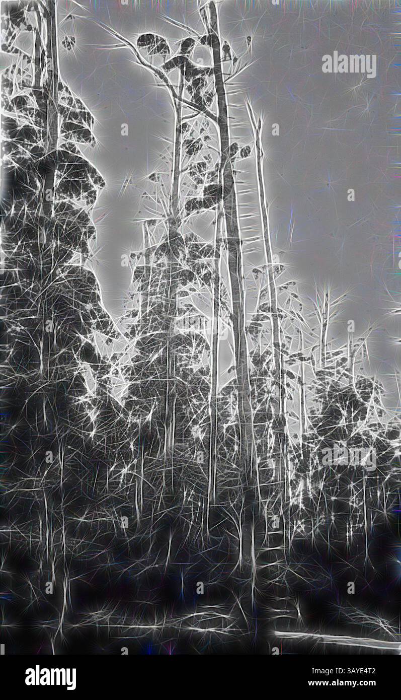 A tangled forest scene with tall trees stretching towards a cloudy sky ...