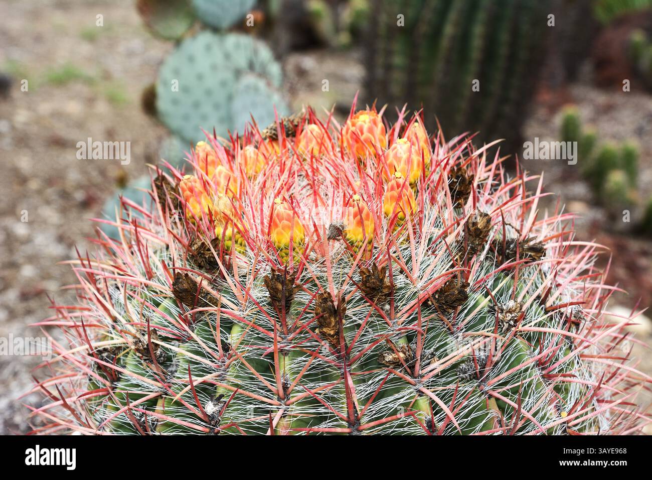Crown cactus hi-res stock photography and images - Alamy