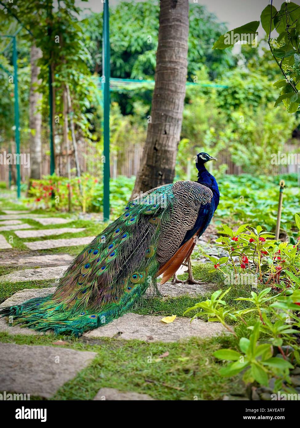 A vibrant peacock with an impressive tail walks freely through a lush tropical garden, surrounded by green plants, palm trees, and colorful flowers. - Smartphone Captured Stock Image