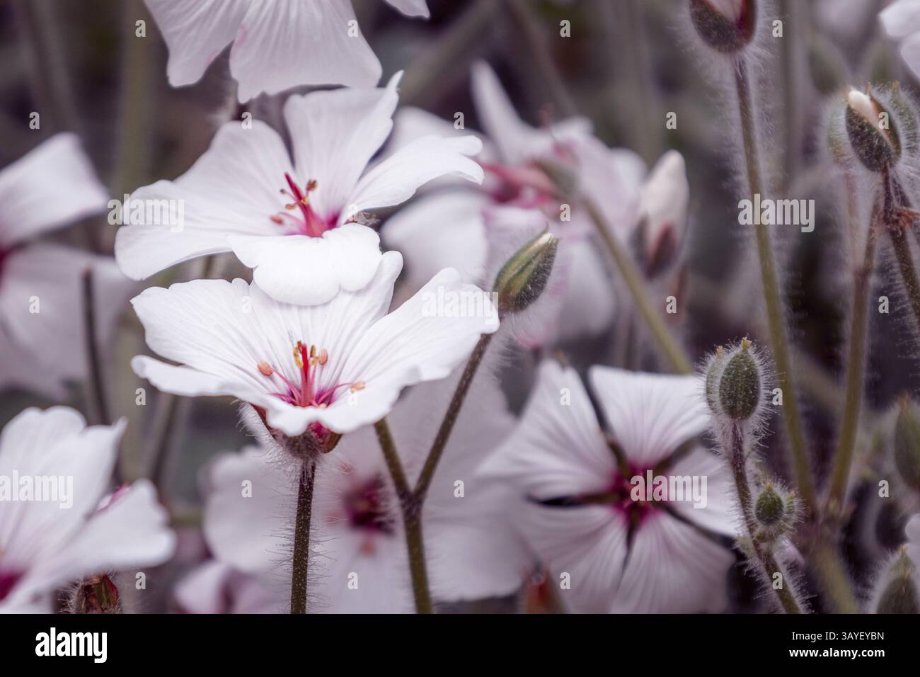 Clusters of small white flowers hi-res stock photography and images - Alamy