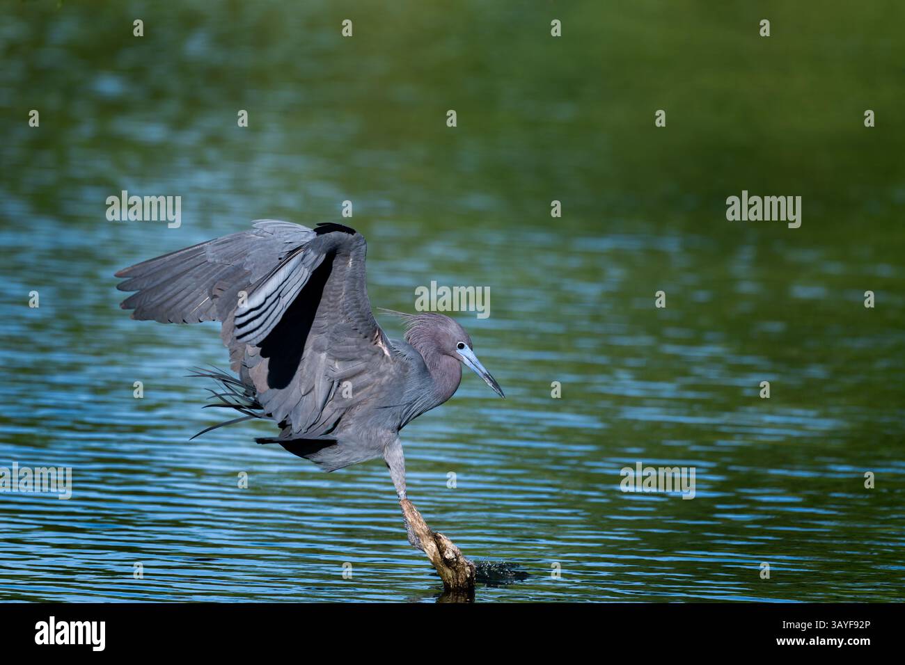 Rips Rookery Mid motion hi-res stock photography and images - Alamy