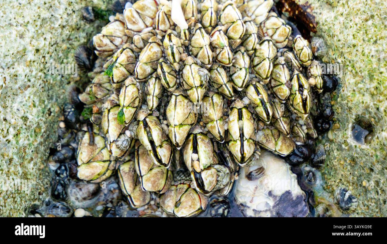 Barnacles on the coral. Barnacles are exclusively marine invertebrates ...
