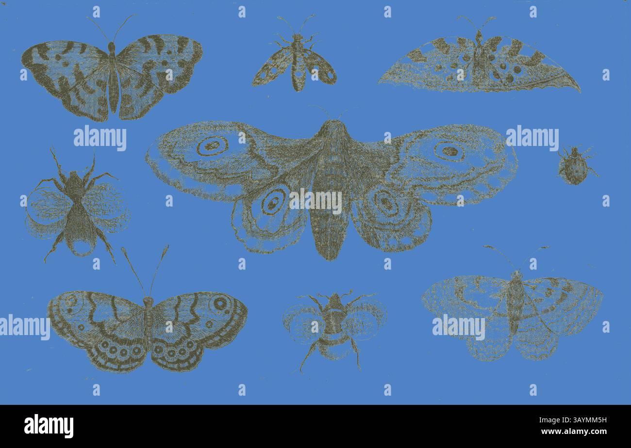 A collection of intricately detailed butterflies and moths arranged ...