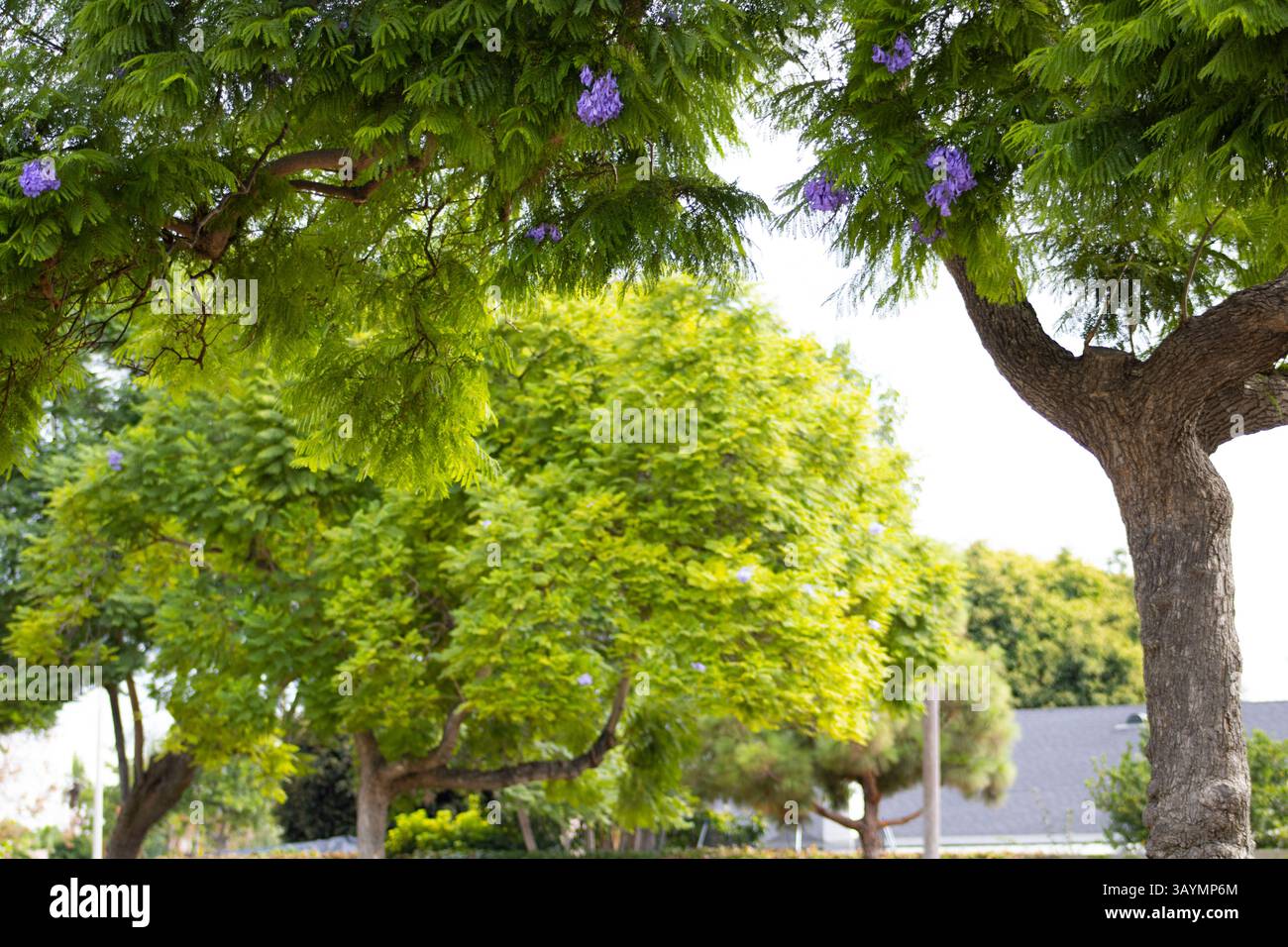 small purple flower blossoms in nature Stock Photo