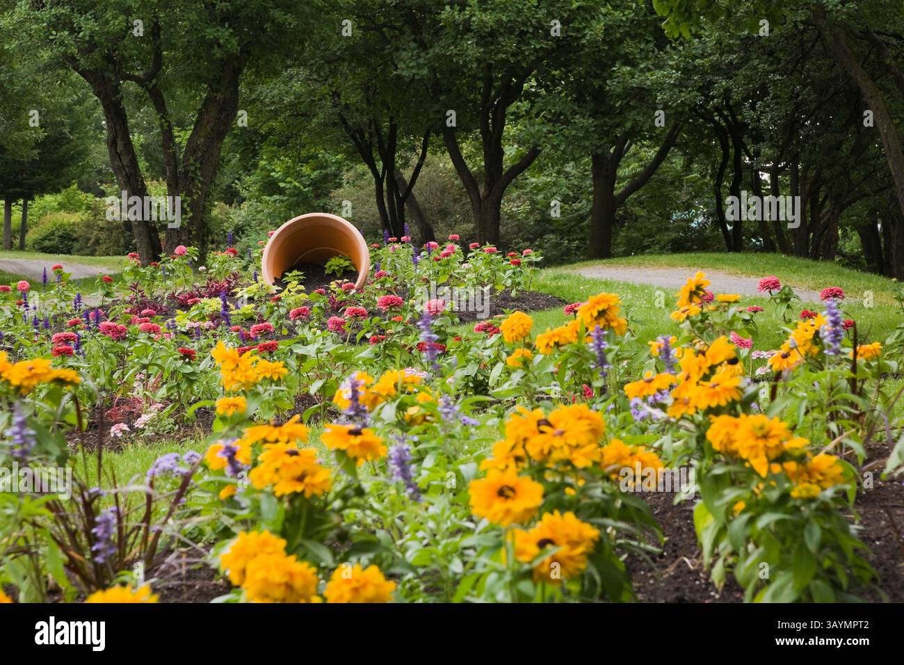 Terracotta flower pot with pink Zinnia, Salvia - Blue Sage and yellow Rudbeckia - Coneflowers in border in public garden in summer. Stock Photo