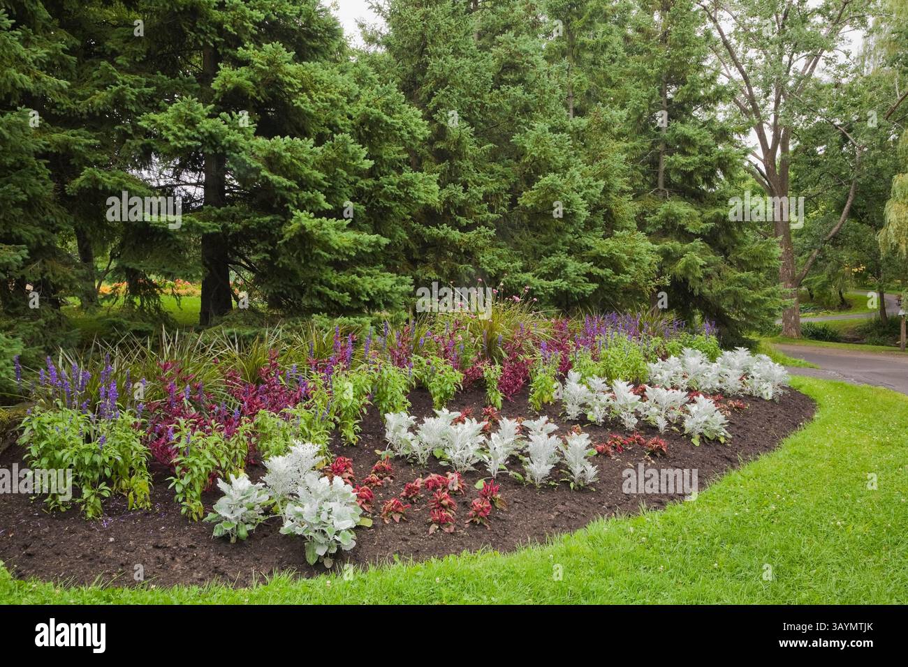 Border planted with silver Senecio cineraria, red Amaranthus, purple ...