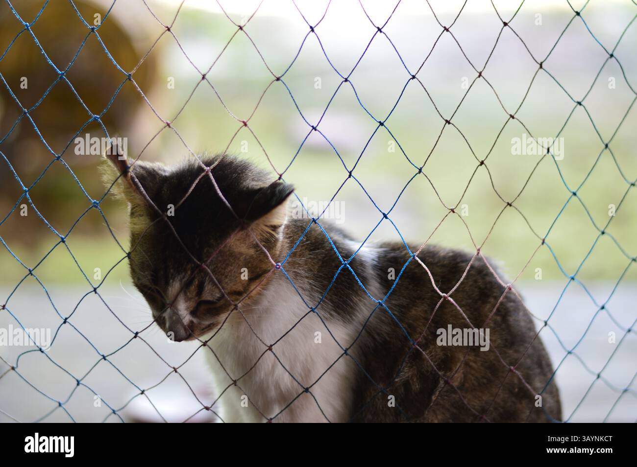 Close up of a domestic cat behind a protective net, looking down with a sad expression. Ideal for pet care, rescue themes, and emotional storytelling Stock Photo