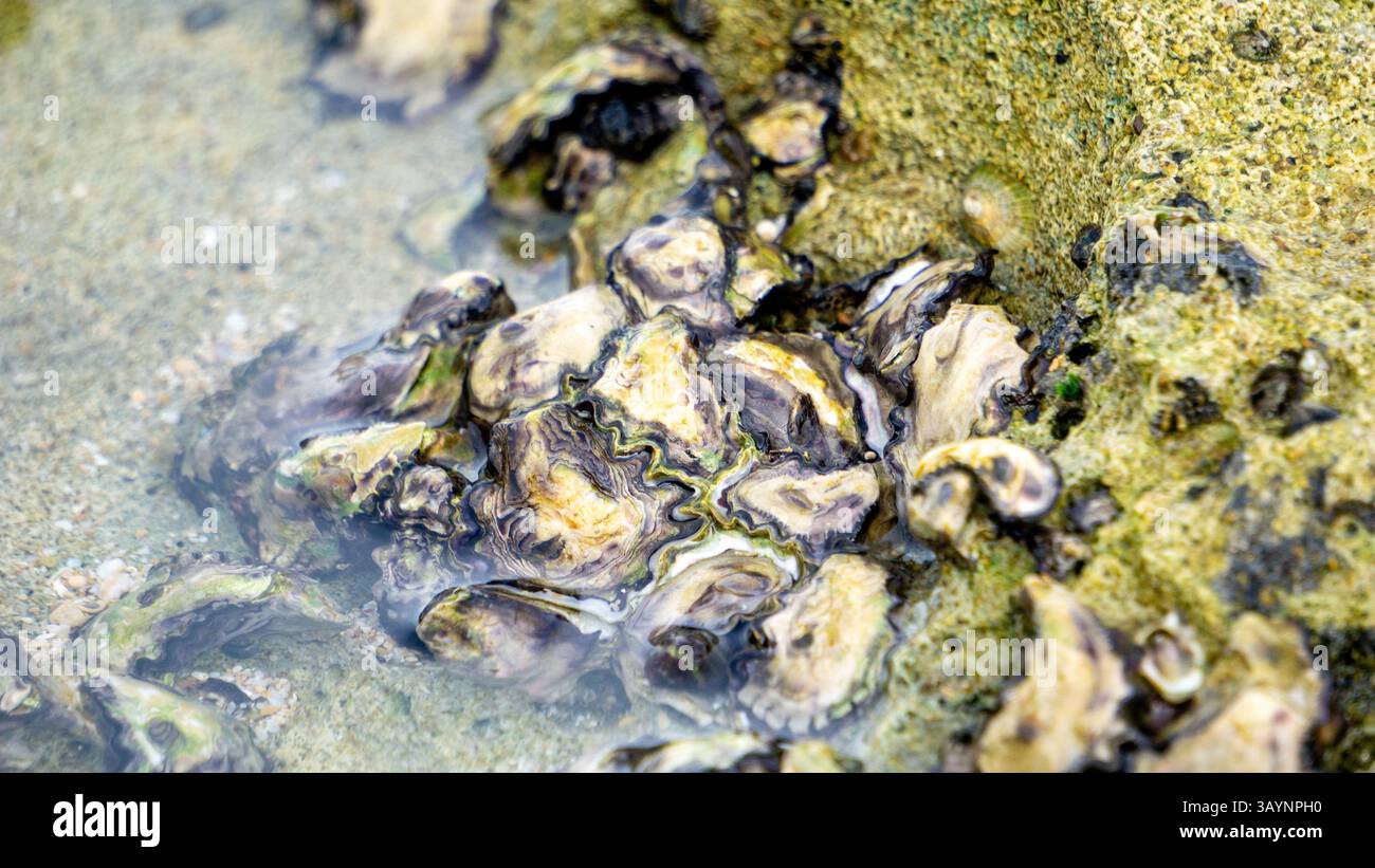 The oyster