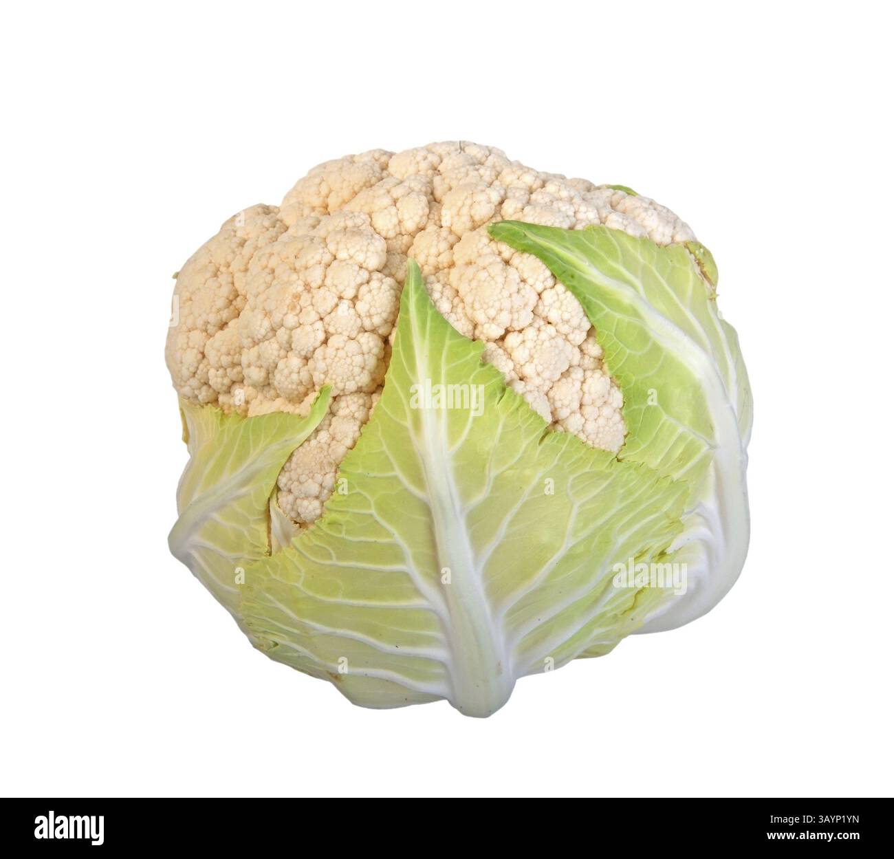 Cauliflower head with clipping path on white Stock Photo