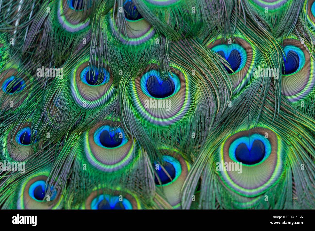 colorful peacock feathers as background, top view Stock Photo