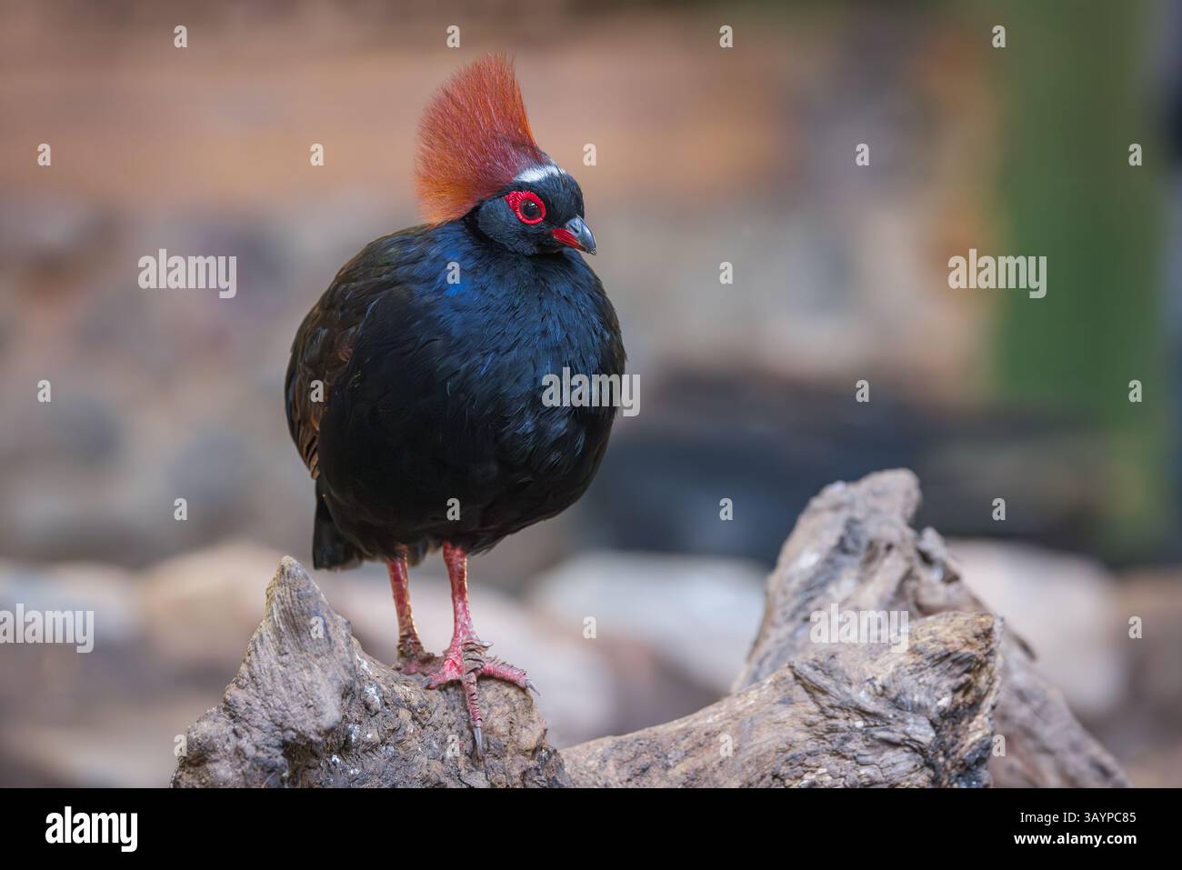 Crested Wood Partridge [ Rollulus rouloul ] Male bird in captive ...