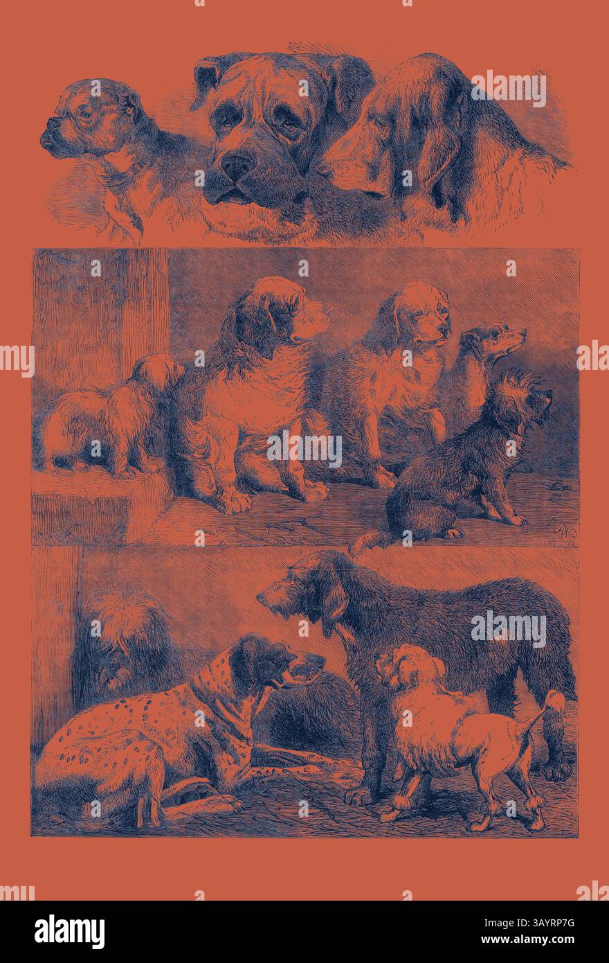 A collection of detailed sketches featuring various dog breeds ...