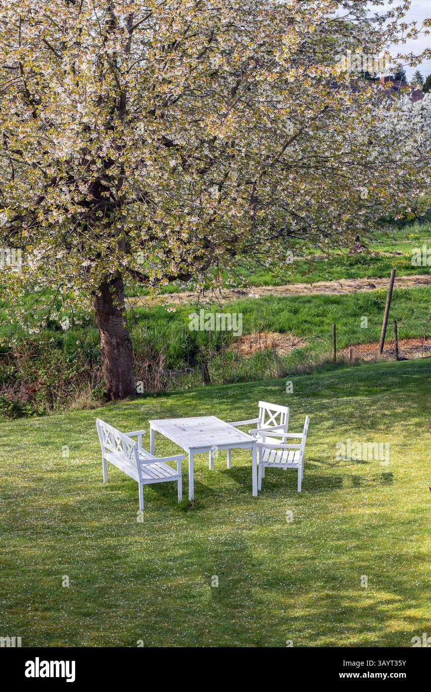 white seating area in the garden under a blossoming cherry tree Stock Photo