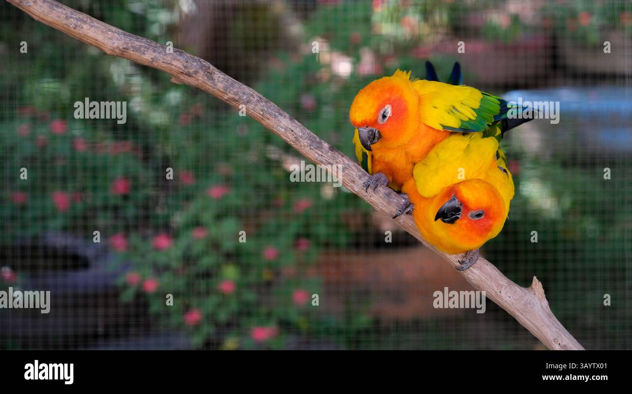 Adorable sun conure parrot lovely hi res stock photography and images