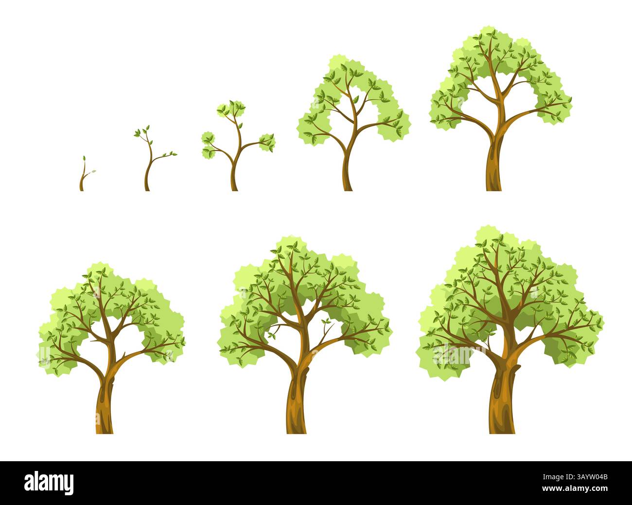 Tree growth stages. Plant grow, Seed seedling sapling and adult tree with leaves, seeds germination seedlings planting, trees growing nature life Stock Vector