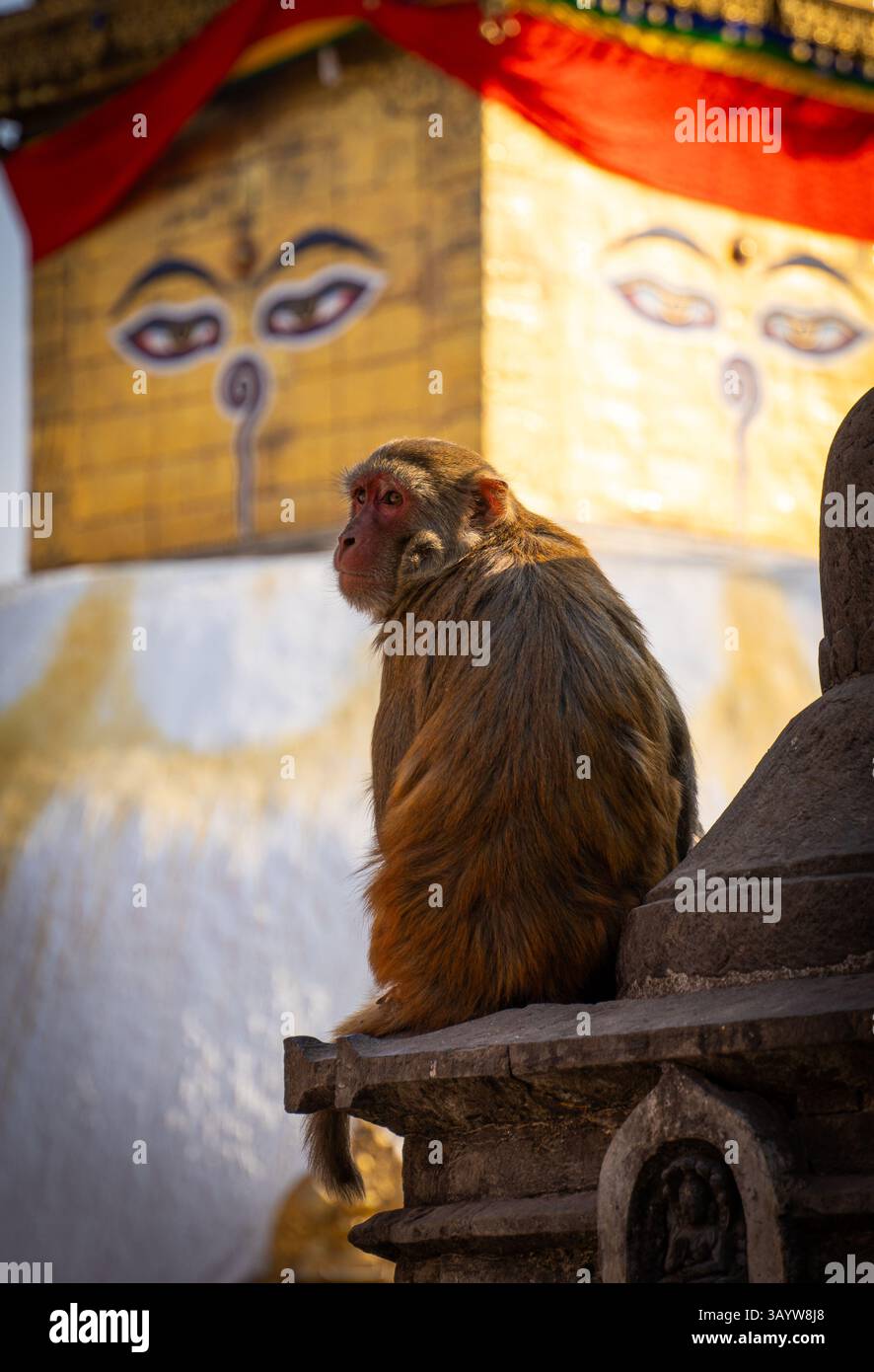 Monkey sitting at Swayambhunath Stupa, Kathmandu, Nepal. Wisdom eyes ...