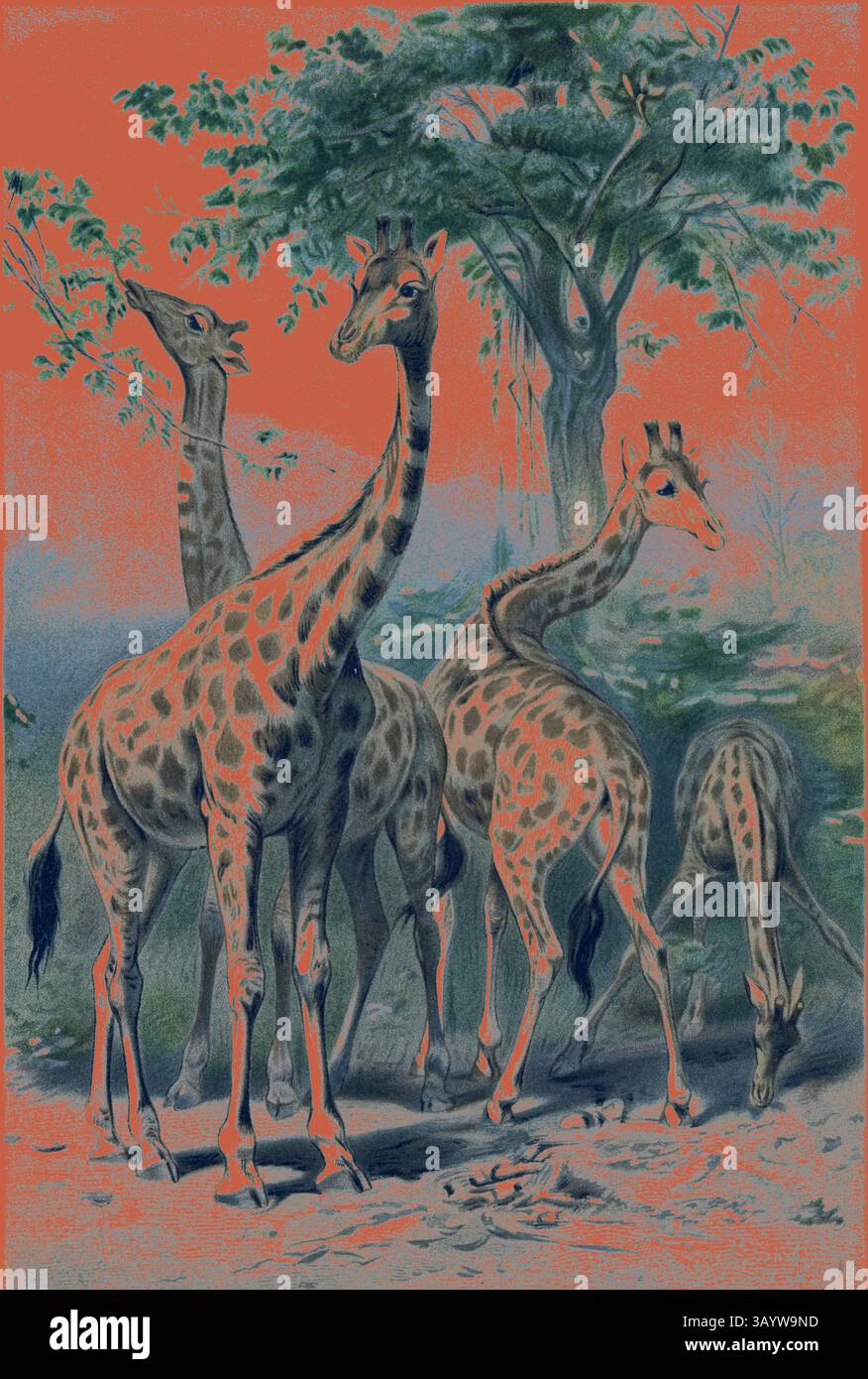 Distinctive spots stands hi-res stock photography and images - Alamy