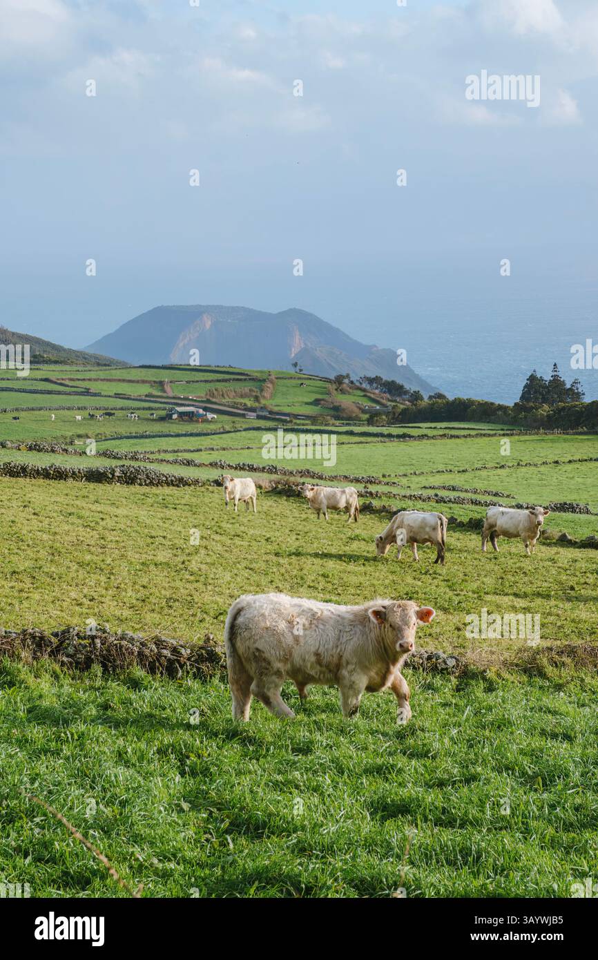 Cream colored cows hi-res stock photography and images - Alamy