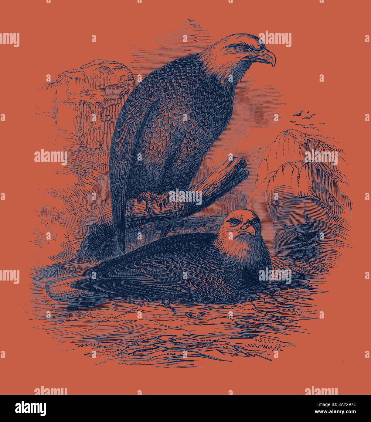 Illustration captures two birds hi-res stock photography and images - Alamy