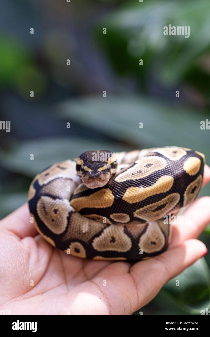 Baby ball python Mojave morph in a woman's hand vertical Stock Photo ...
