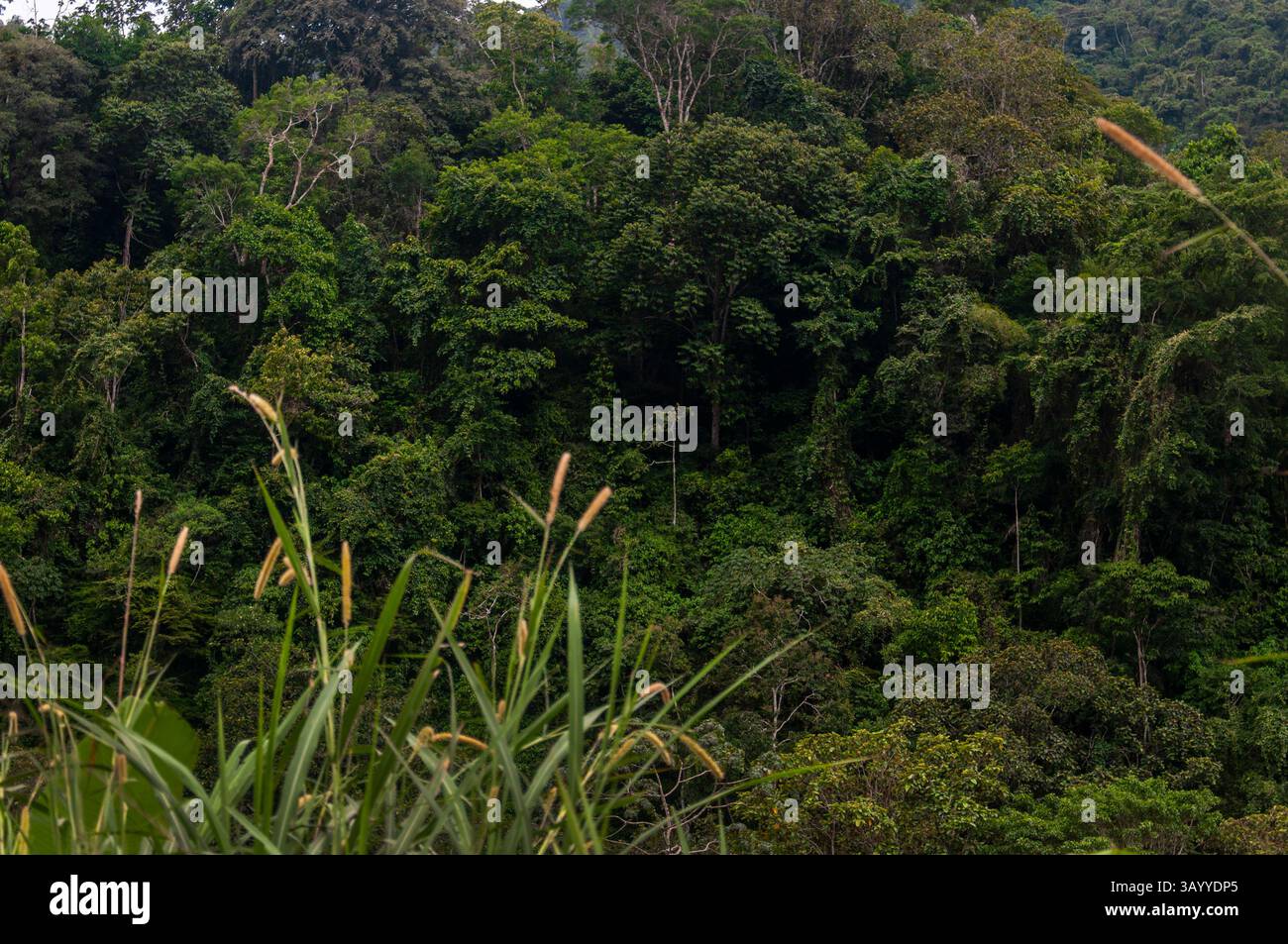 Lush green vegetation covering a rainforest mountainside Stock Photo ...
