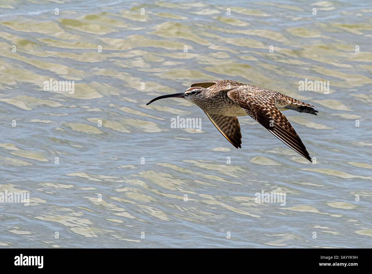 Birds in flight vector hi-res stock photography and images - Alamy