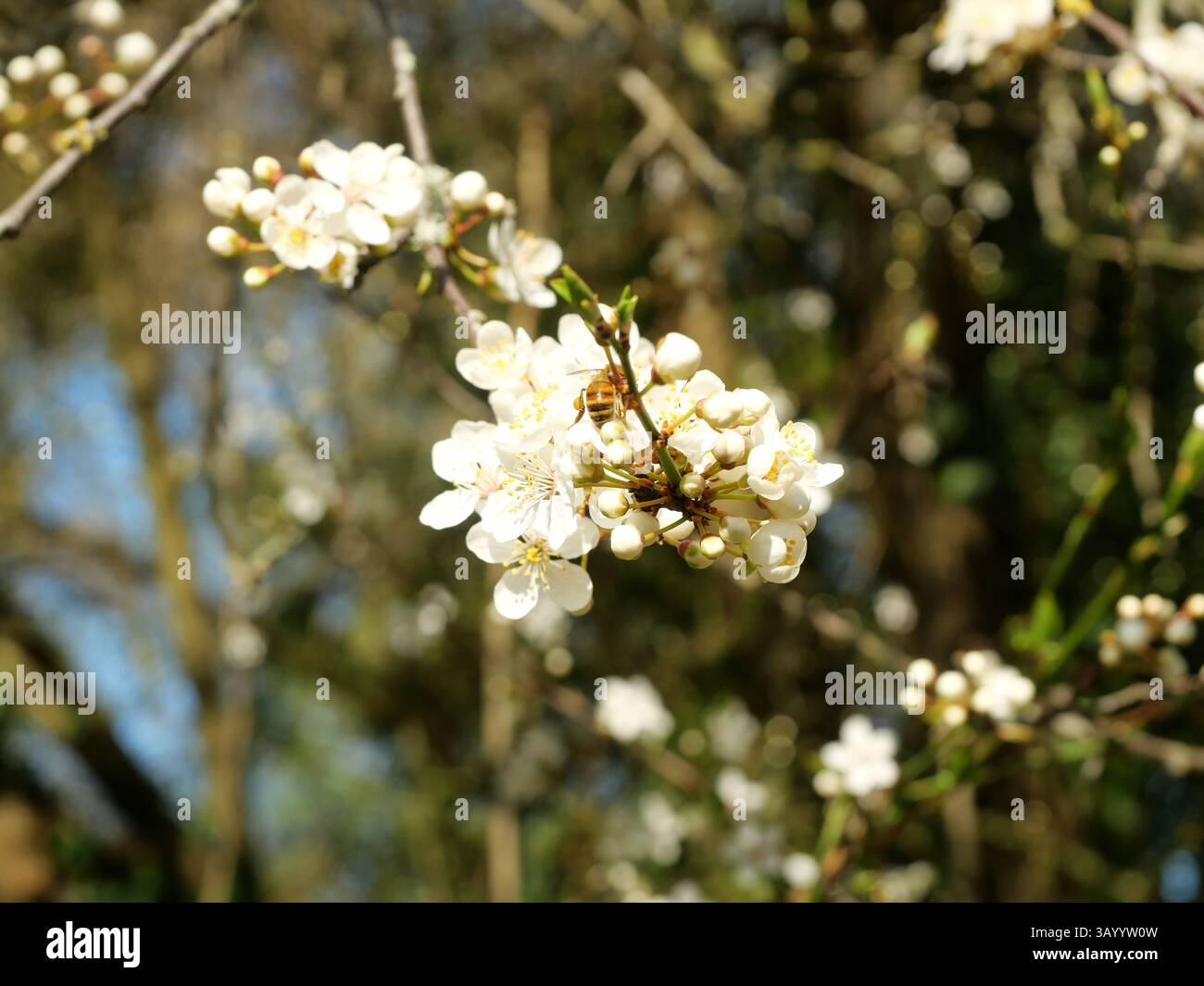 The wild cherry blooms with white flowers, attracting the first bees to ...