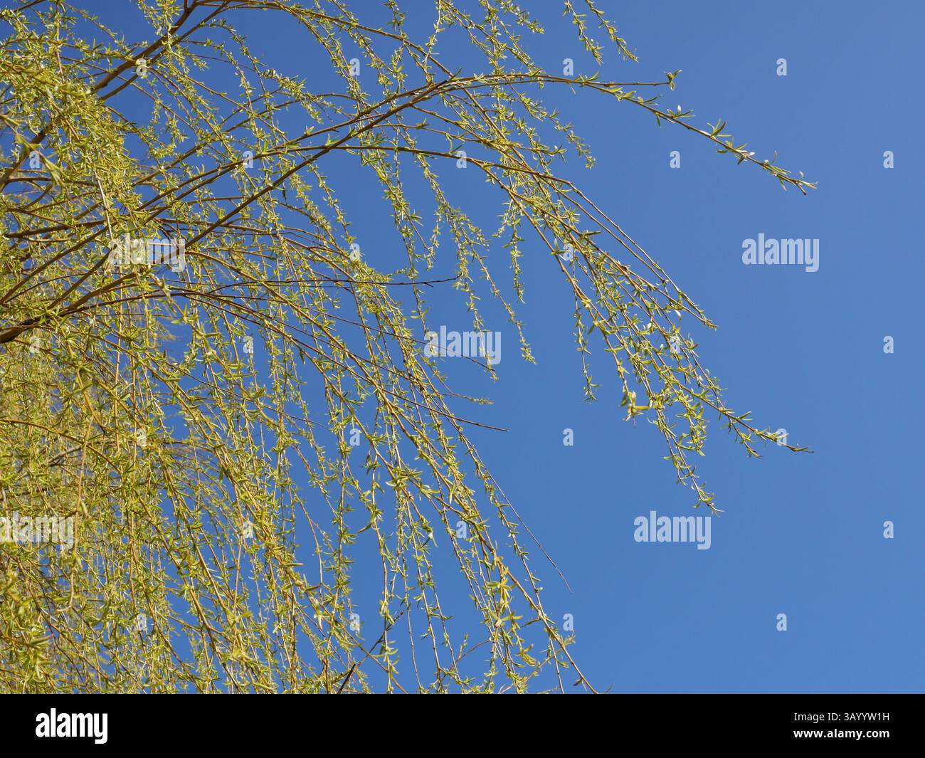 Foliage and branches of a weeping willow with first green leaves and ...