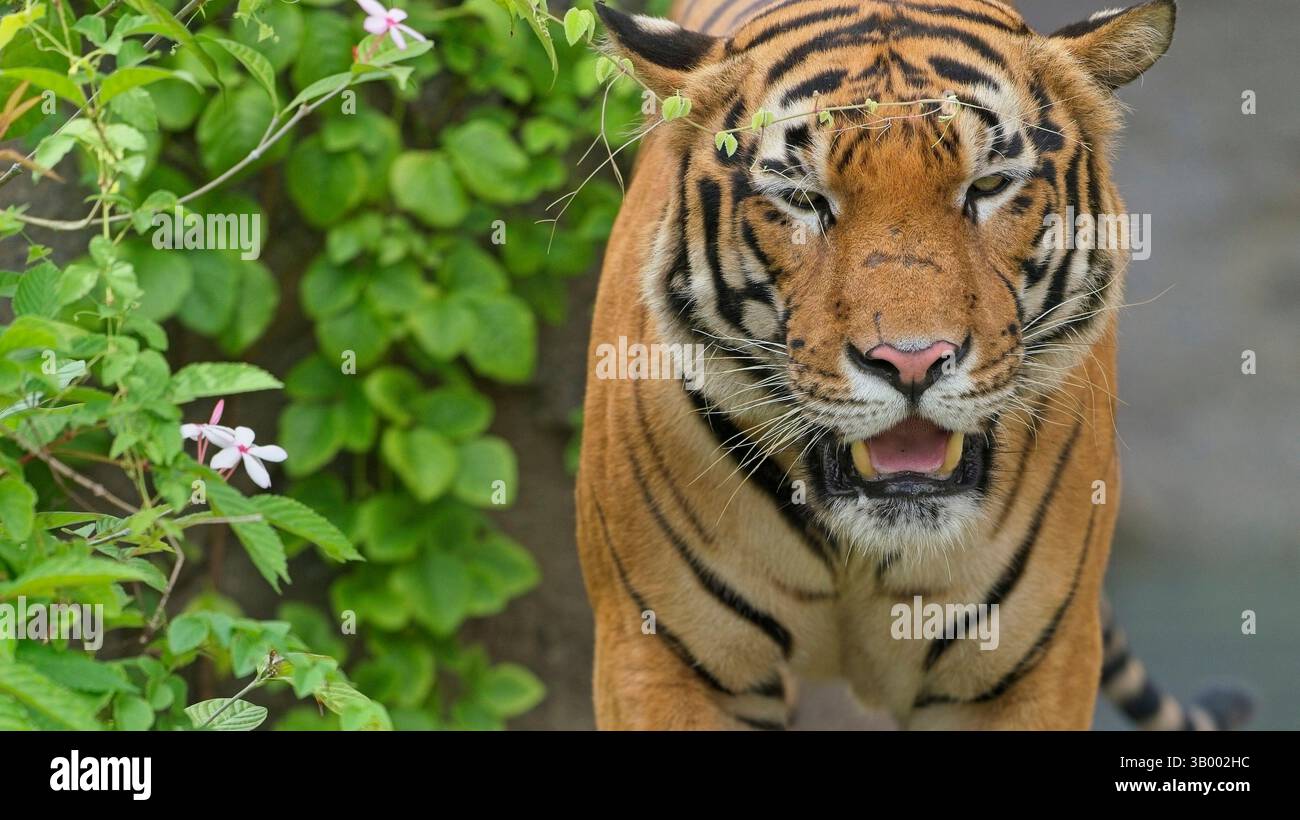 Malayan tiger hi-res stock photography and images - Alamy