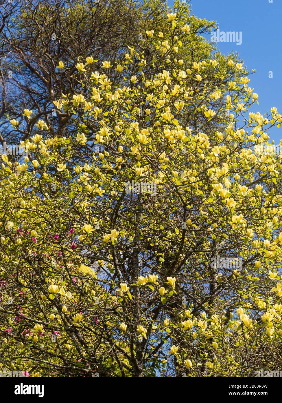 Magnolia tree full bloom hi-res stock photography and images - Alamy