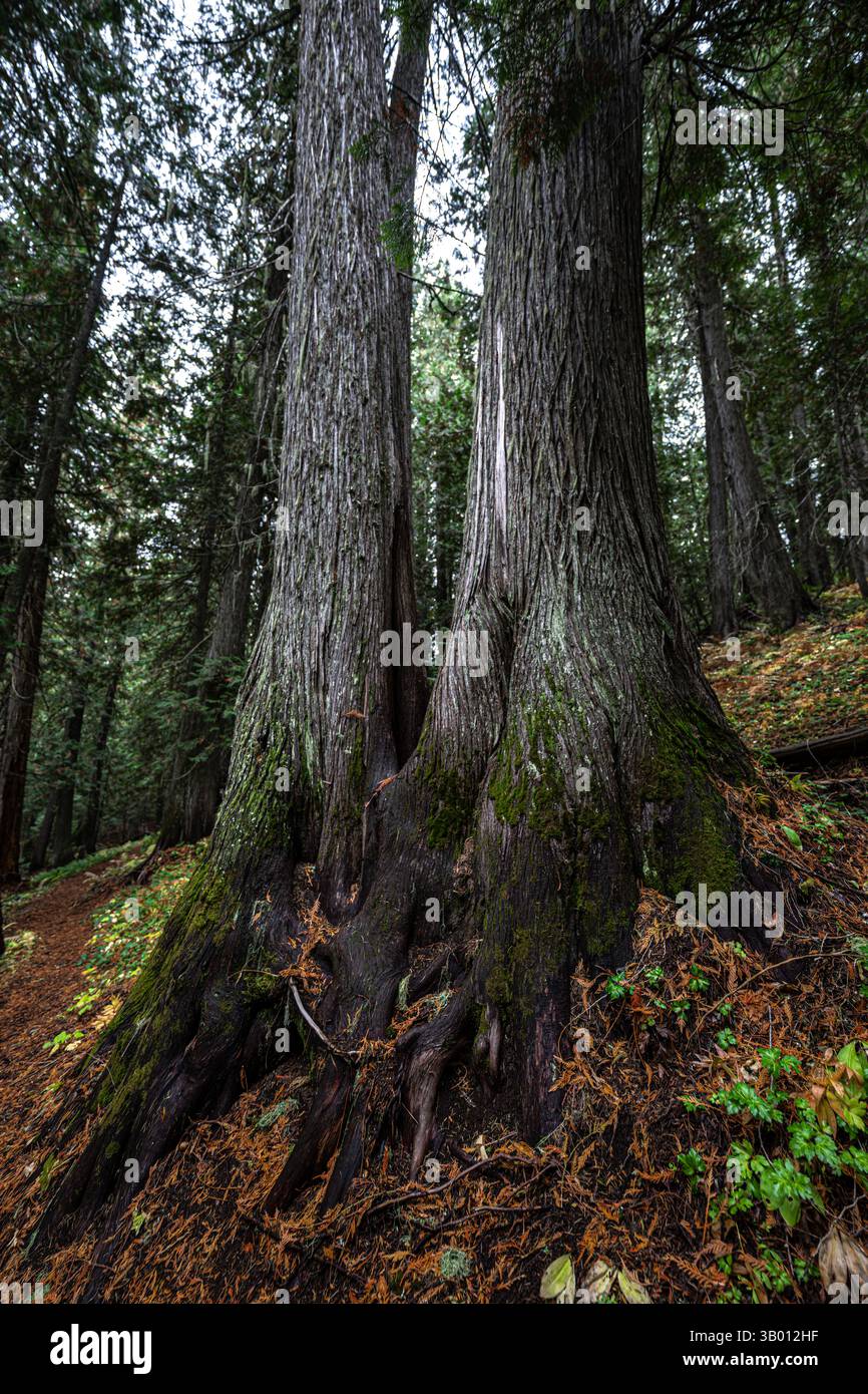 Western Red Cedar Trees (Thuja plicata) in the Hobo Cedar Grove ...