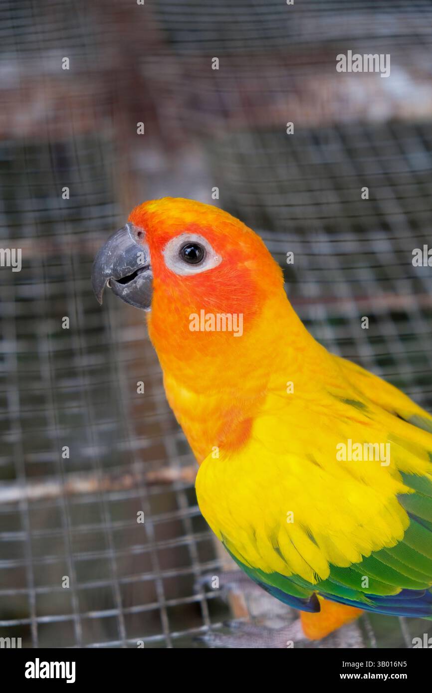 Adorable sun conure parrot lovely hi res stock photography and images