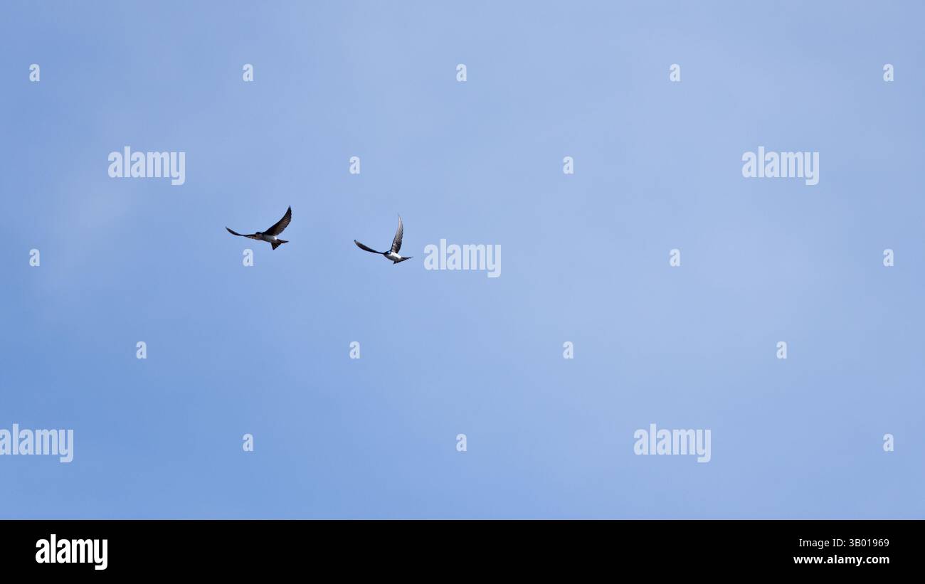 Dynamic Soaring Birds Frozen mid-flight, these birds reflect the dynamic energy of North ...