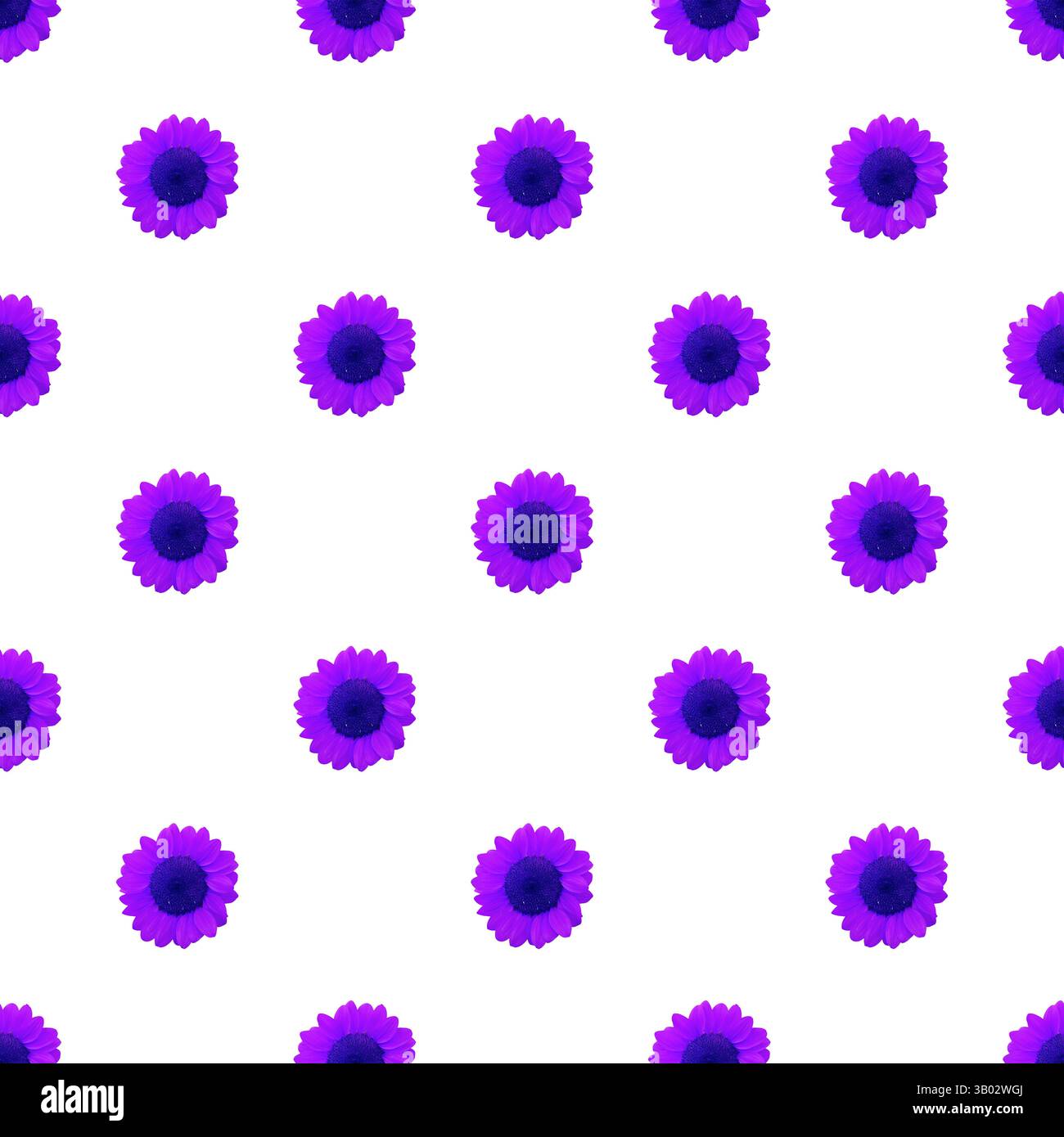 Seamless Pattern of Vibrant Purple Sunflowers Isolated on White Background Stock Photo