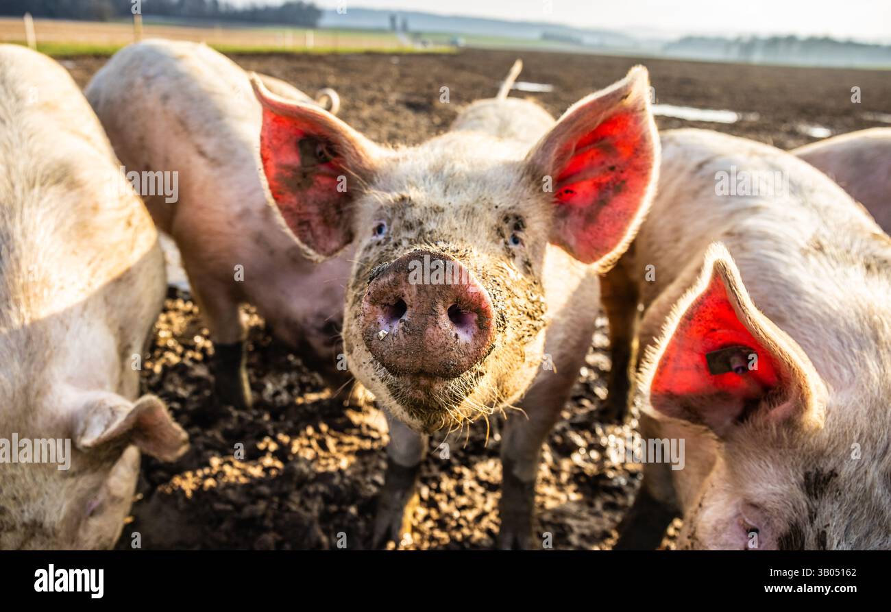 February Pigs Marthalen, Switzerland, 15th Feb 2025: Curious domestic pigs in a ...