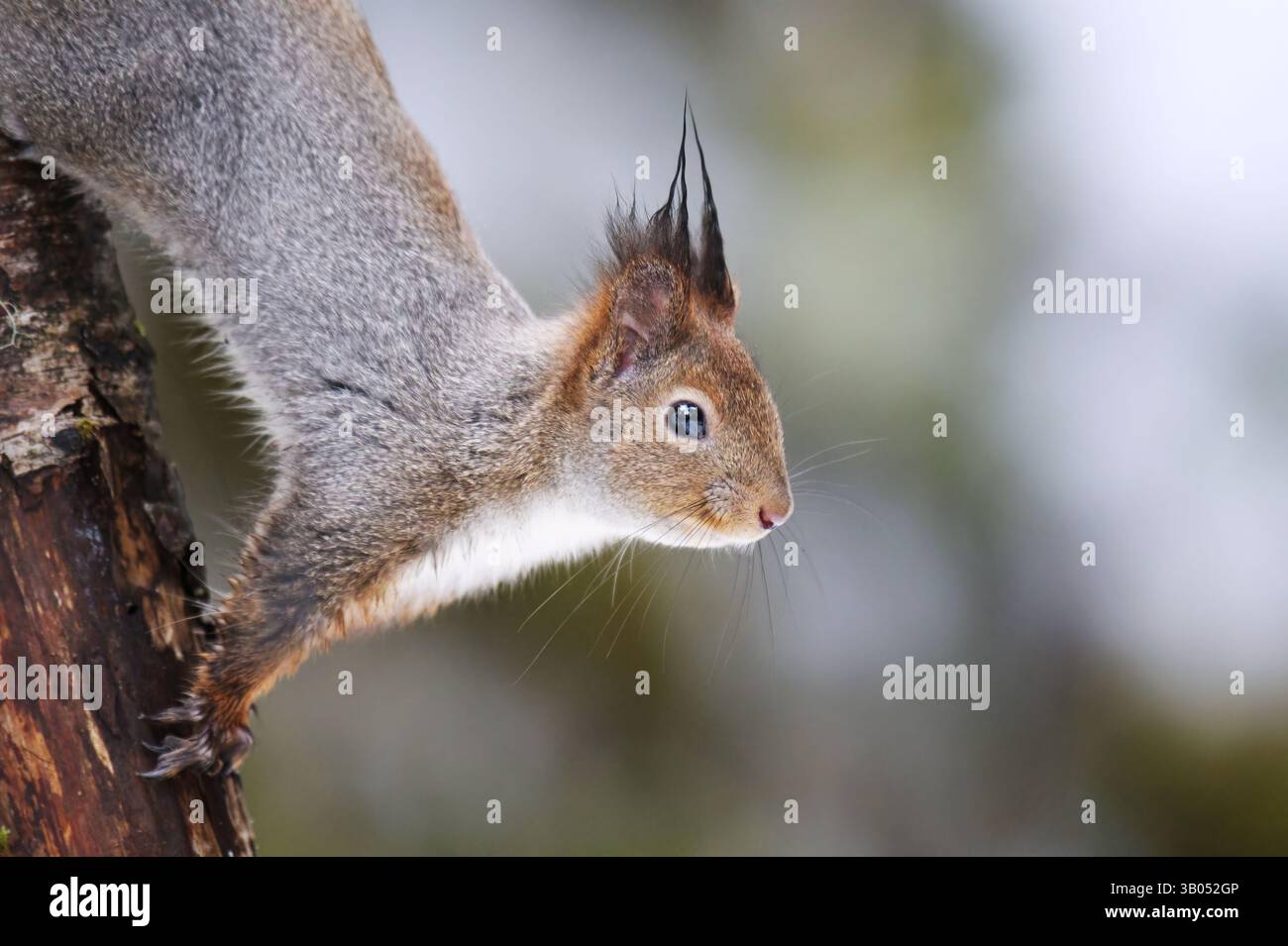Red squirrel (Sciurus vulgaris) closeup climbing in a tree in winter. Stock Photo