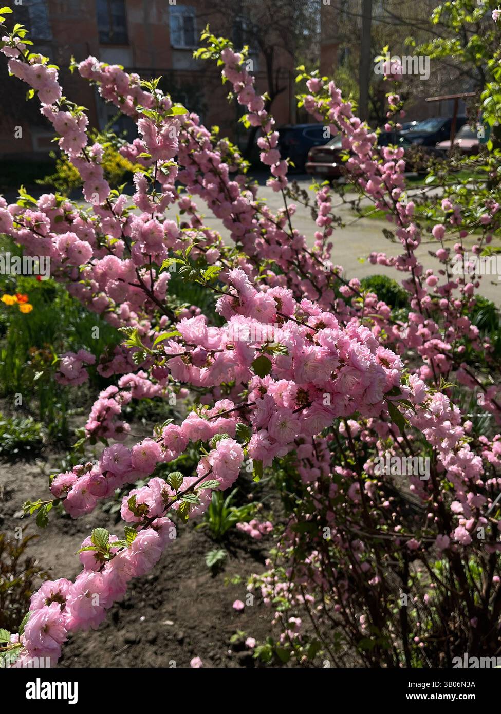 Magic spring - Smartphone Captured Stock Image