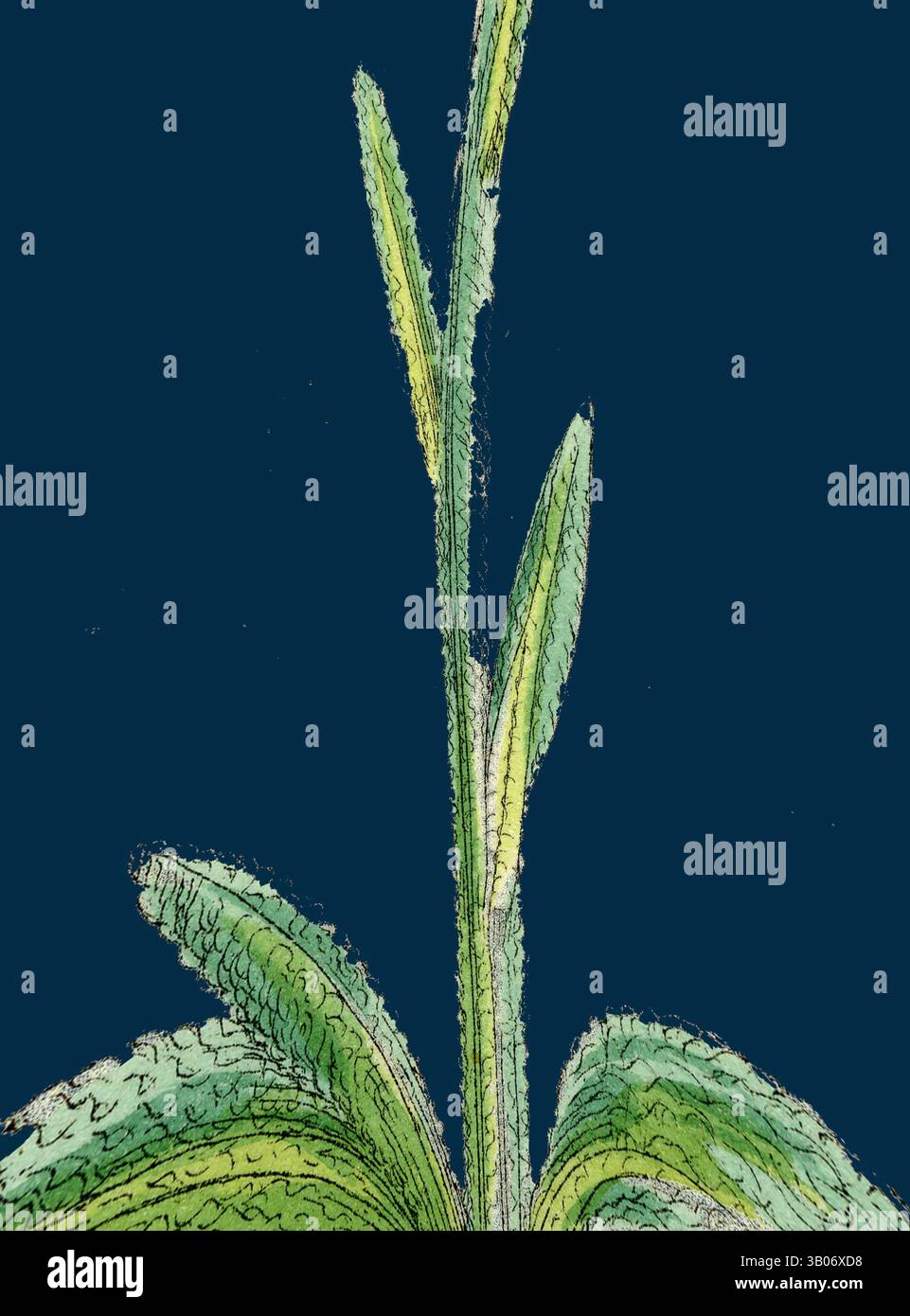 Elongated plant shoots emerges hi-res stock photography and images - Alamy