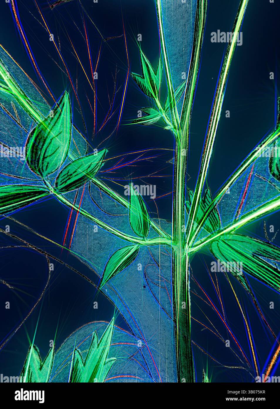 Thalictrum flowers hi-res stock photography and images - Page 7 - Alamy, image size:954x1390