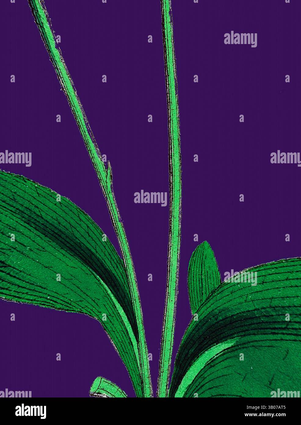 A close-up view of vibrant green plant leaves with intricate textures ...