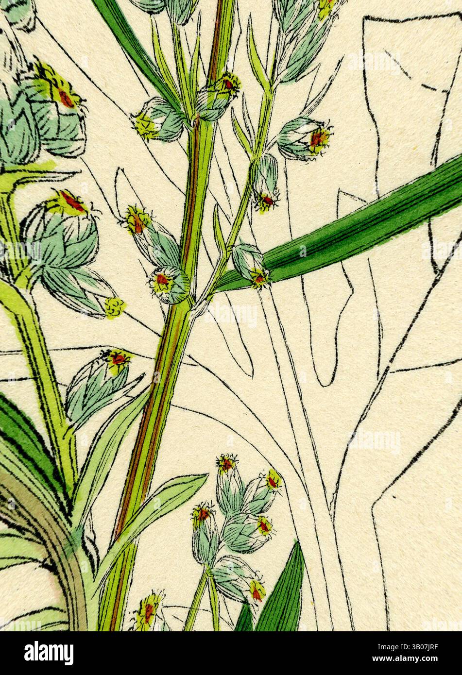 A detailed illustration of a flowering plant, showcasing delicate green ...