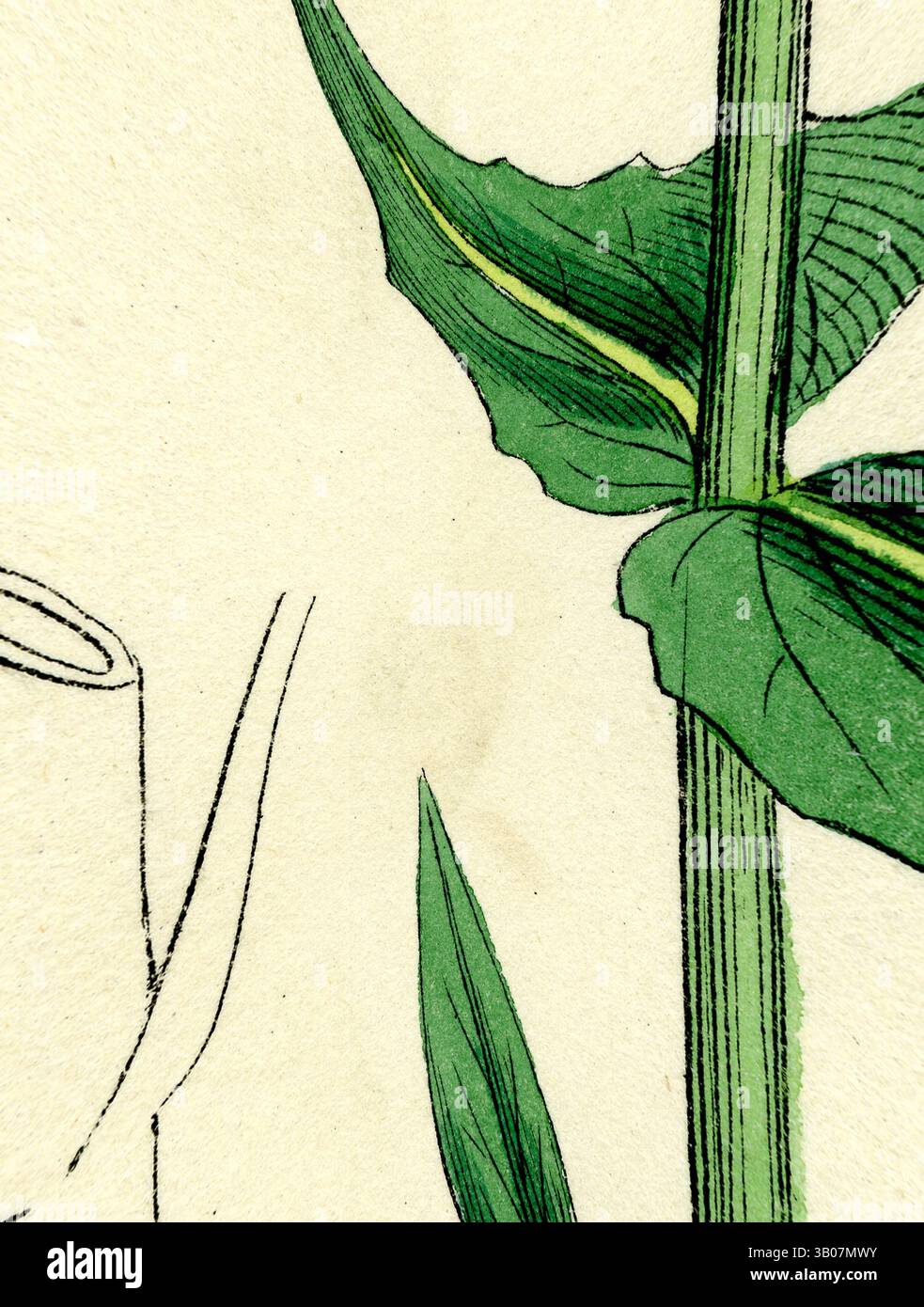 VALERIAN パンフレット Botanical illustration red valerian hi-res stock photography