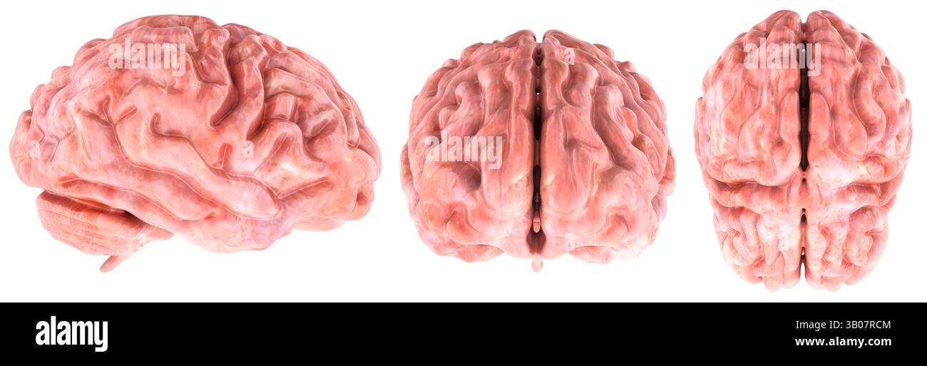 Human Brain. Top, front and side views. 3D rendering isolated on white ...