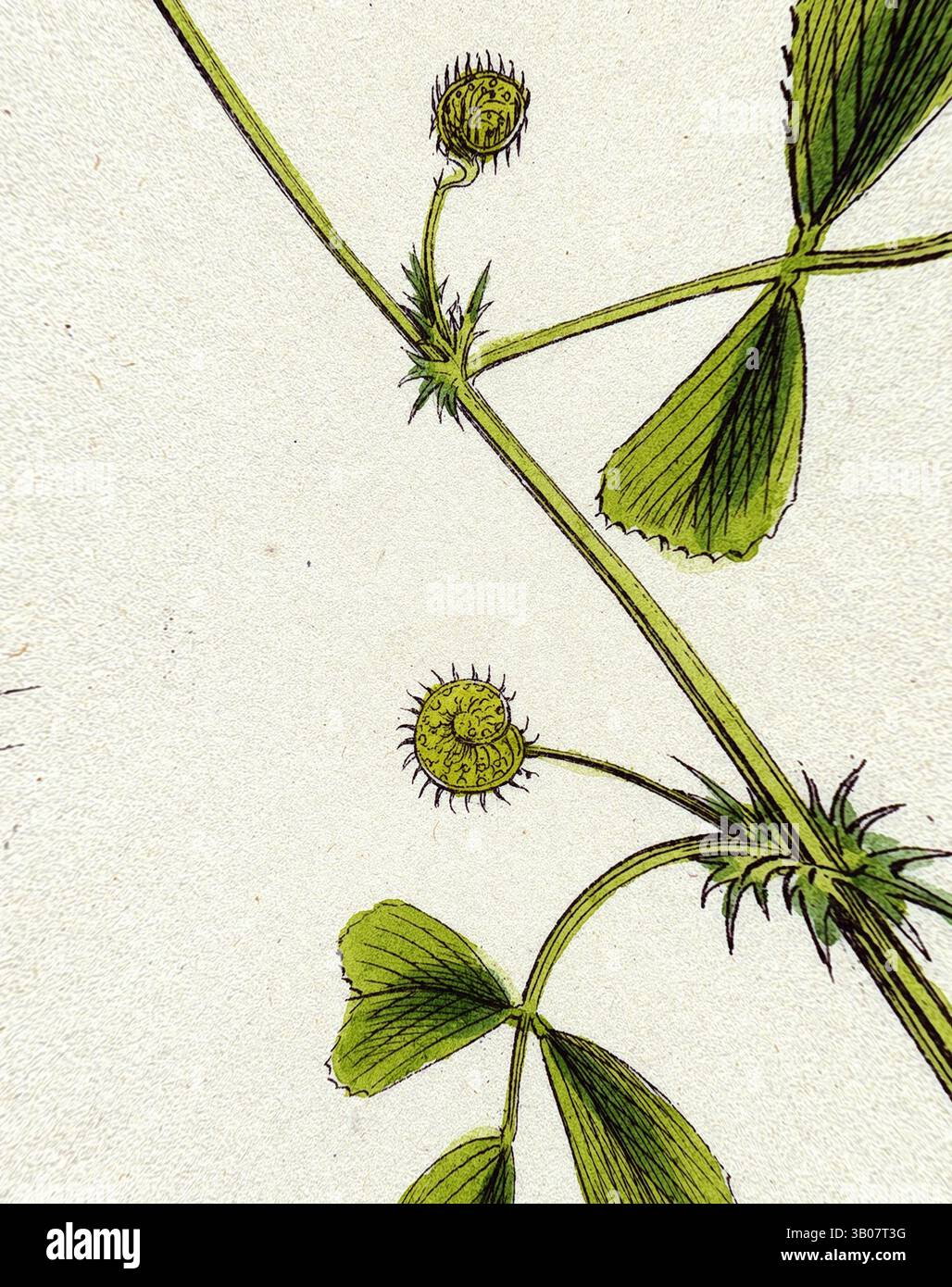 Delicate green leaves and spiky seed pods intertwine gracefully along a ...