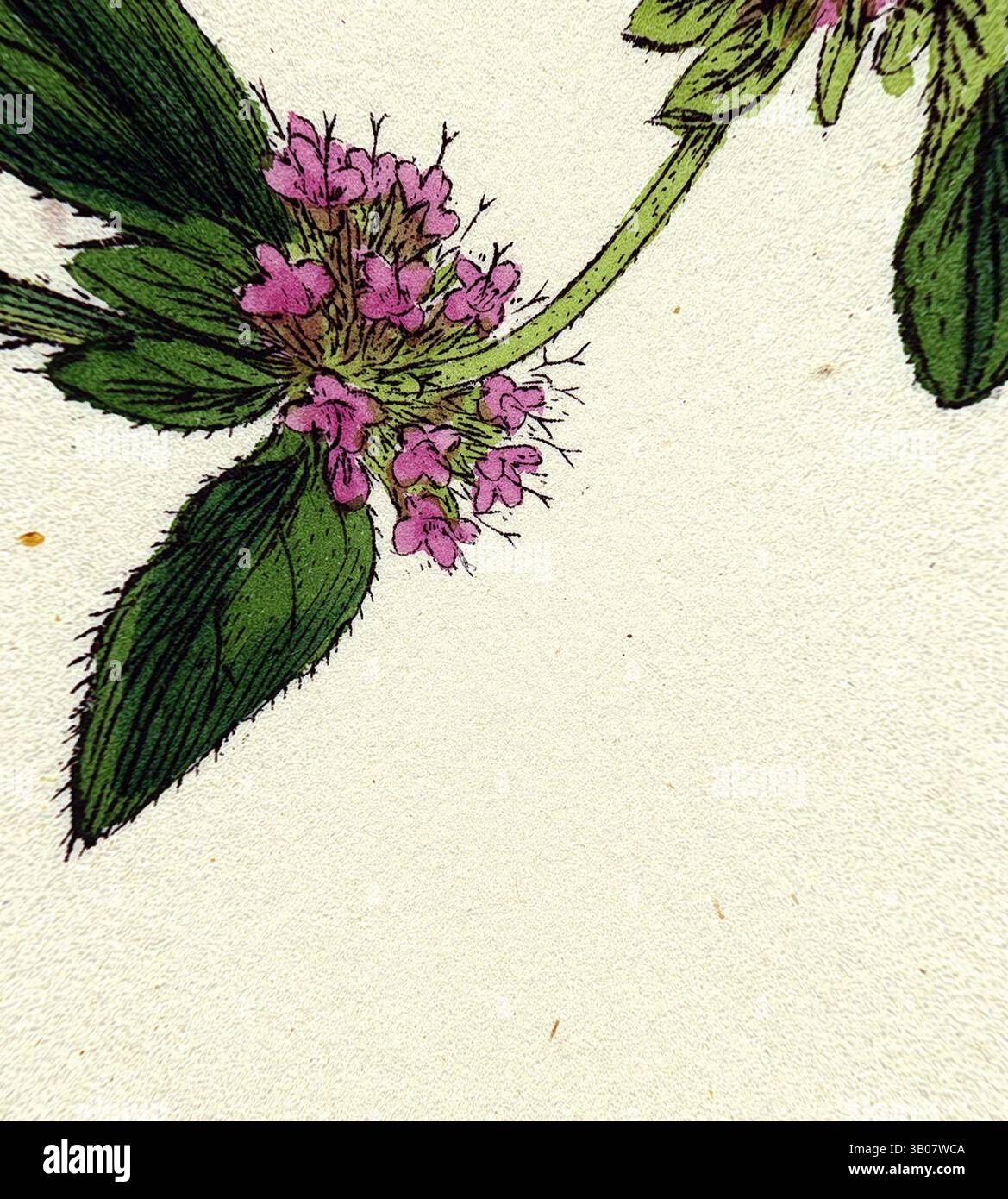 A delicate branch adorned with vibrant purple flowers and lush green ...