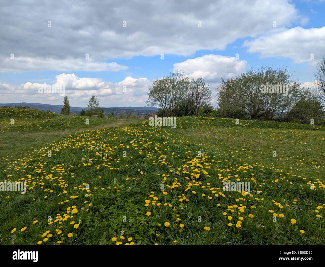 Vibrant wild yellow flowers carpet the landscape of Manor Fields Park in Sheffield, South Yorkshire, England. - Smartphone Captured Stock Image